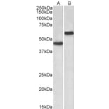 Western Blot - Anti-LYVE1 Antibody (A83506) - Antibodies.com