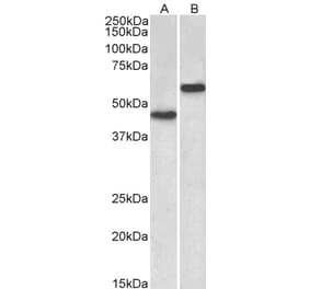 Western Blot - Anti-LYVE1 Antibody (A83506) - Antibodies.com