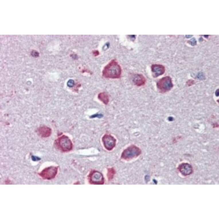 Immunohistochemistry - Anti-CHRNA7 Antibody (A83507) - Antibodies.com