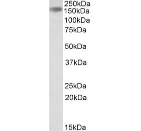 Western Blot - Anti-Drosha Antibody (A83508) - Antibodies.com