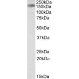 Western Blot - Anti-Drosha Antibody (A83508) - Antibodies.com