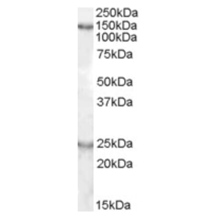 Western Blot - Anti-KIAA0319 Antibody (A83510) - Antibodies.com