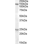 Western Blot - Anti-KIAA0319 Antibody (A83510) - Antibodies.com