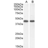 Western Blot - Anti-ASS1 Antibody (A83511) - Antibodies.com