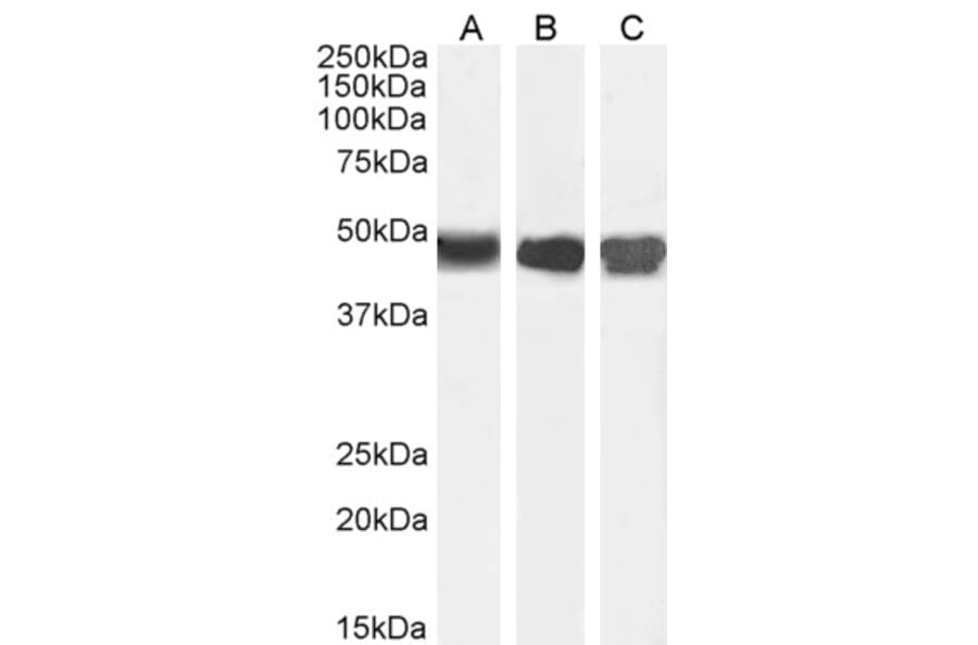 Western Blot - Anti-ASS1 Antibody (A83511) - Antibodies.com