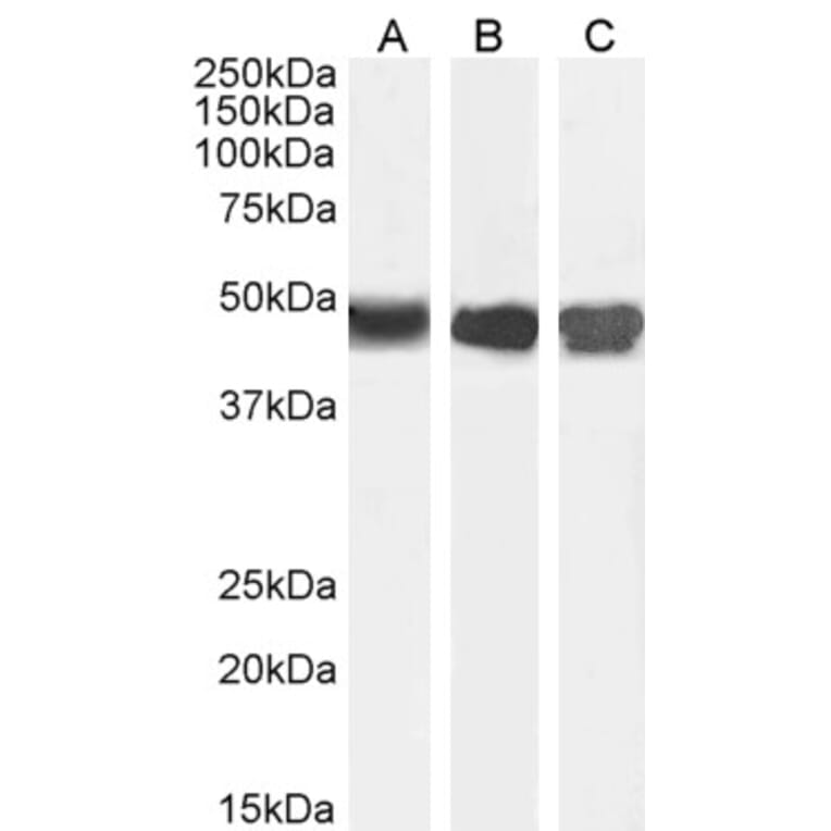 Western Blot - Anti-ASS1 Antibody (A83511) - Antibodies.com