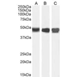 Western Blot - Anti-ASS1 Antibody (A83511) - Antibodies.com
