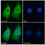 Immunofluorescence - Anti-ASS1 Antibody (A83511) - Antibodies.com
