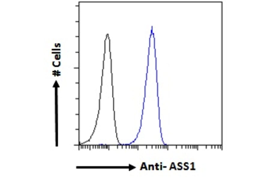 Flow Cytometry - Anti-ASS1 Antibody (A83511) - Antibodies.com