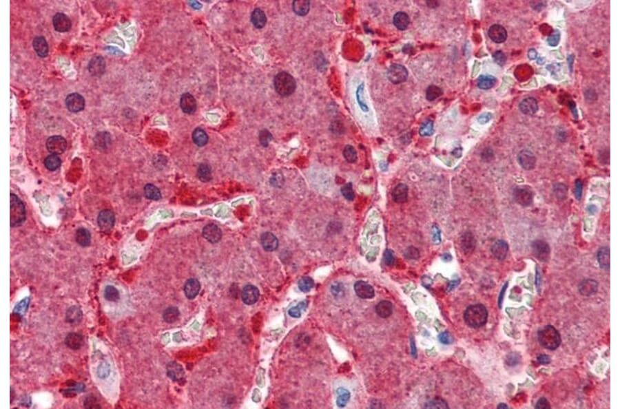 Immunohistochemistry - Anti-ASS1 Antibody (A83511) - Antibodies.com