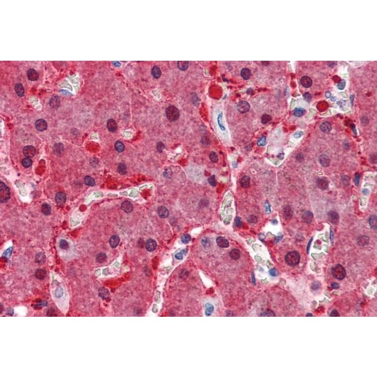 Immunohistochemistry - Anti-ASS1 Antibody (A83511) - Antibodies.com