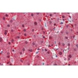 Immunohistochemistry - Anti-ASS1 Antibody (A83511) - Antibodies.com