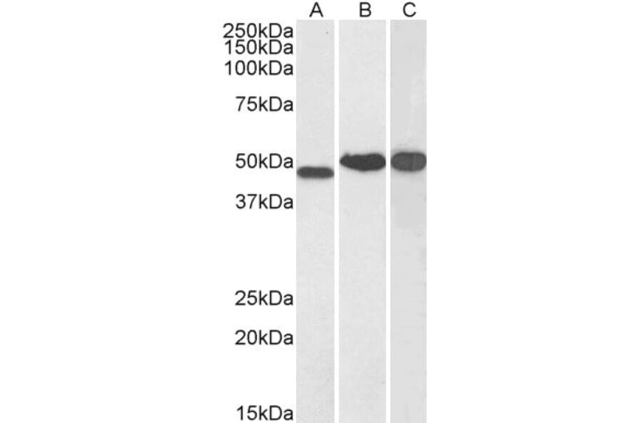 Western Blot - Anti-NDRG1 Antibody (A83512) - Antibodies.com