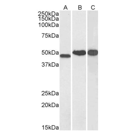 Western Blot - Anti-NDRG1 Antibody (A83512) - Antibodies.com