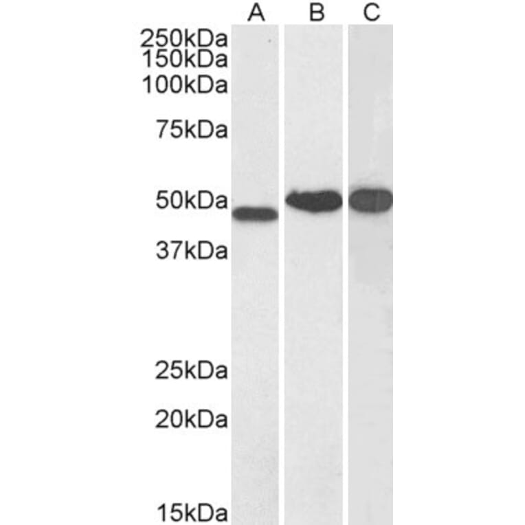 Western Blot - Anti-NDRG1 Antibody (A83512) - Antibodies.com