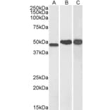 Western Blot - Anti-NDRG1 Antibody (A83512) - Antibodies.com