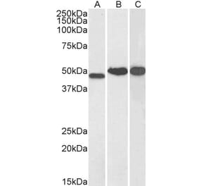 Western Blot - Anti-NDRG1 Antibody (A83512) - Antibodies.com