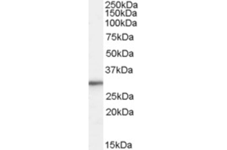 Western Blot - Anti-RPL8 Antibody (A83513) - Antibodies.com
