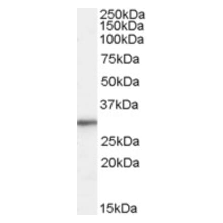 Western Blot - Anti-RPL8 Antibody (A83513) - Antibodies.com