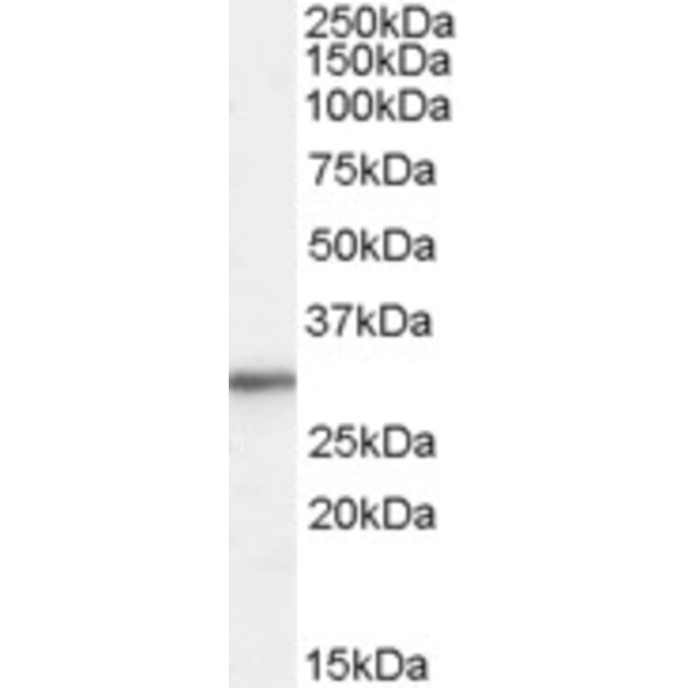 Western Blot - Anti-RPL8 Antibody (A83513) - Antibodies.com