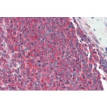 Immunohistochemistry - Anti-RPL8 Antibody (A83513) - Antibodies.com