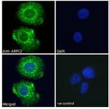 Immunofluorescence - Anti-ARPC2 Antibody (A83514) - Antibodies.com