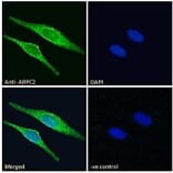 Immunofluorescence - Anti-ARPC2 Antibody (A83514) - Antibodies.com