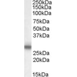 Western Blot - Anti-Myelin Protein Zero Antibody (A83515) - Antibodies.com
