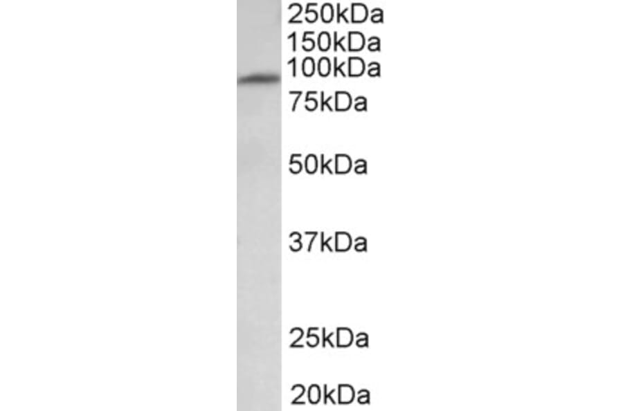 Western Blot - Anti-MFSD6 Antibody (A83516) - Antibodies.com