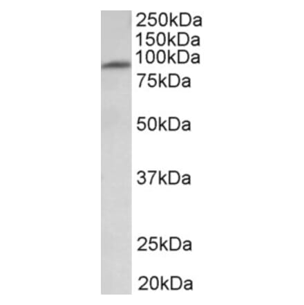 Western Blot - Anti-MFSD6 Antibody (A83516) - Antibodies.com