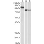 Western Blot - Anti-H Cadherin Antibody (A83518) - Antibodies.com