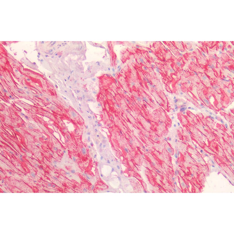 Immunohistochemistry - Anti-H Cadherin Antibody (A83518) - Antibodies.com