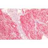 Immunohistochemistry - Anti-H Cadherin Antibody (A83518) - Antibodies.com