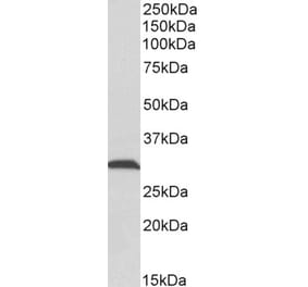 Western Blot - Anti-ATP5C1 Antibody (A83519) - Antibodies.com