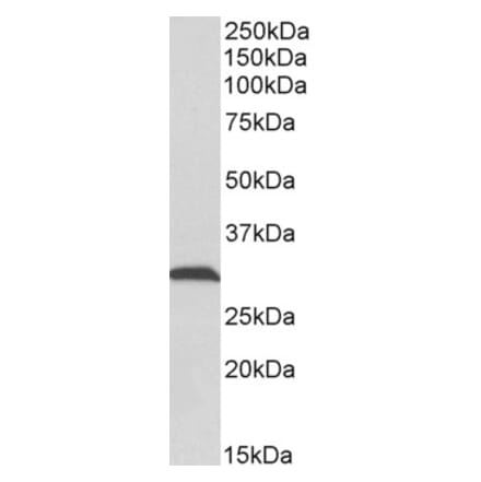 Western Blot - Anti-ATP5C1 Antibody (A83519) - Antibodies.com