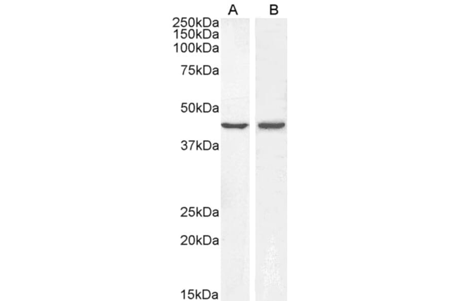Western Blot - Anti-BMP4 Antibody (A83520) - Antibodies.com