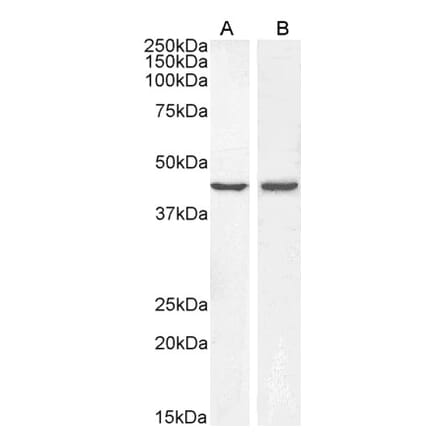 Western Blot - Anti-BMP4 Antibody (A83520) - Antibodies.com