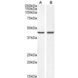 Western Blot - Anti-BMP4 Antibody (A83520) - Antibodies.com