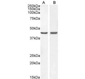 Western Blot - Anti-BMP4 Antibody (A83520) - Antibodies.com