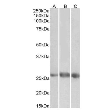 Western Blot - Anti-EGFL7 Antibody (A83521) - Antibodies.com