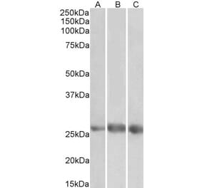 Western Blot - Anti-EGFL7 Antibody (A83521) - Antibodies.com