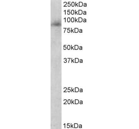 Western Blot - Anti-Myeloperoxidase Antibody (A83524) - Antibodies.com