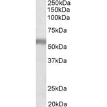 Western Blot - Anti-NPR-C Antibody (A83527) - Antibodies.com