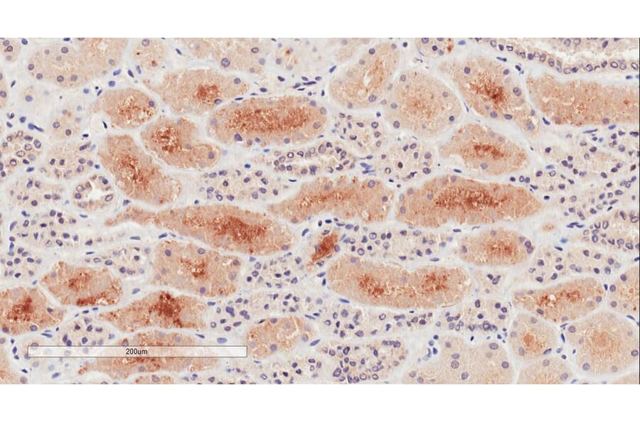 Immunohistochemistry - Anti-NPR-C Antibody (A83527) - Antibodies.com