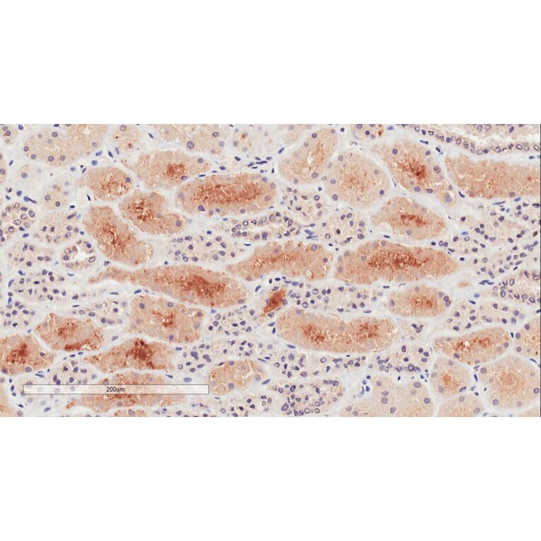 Immunohistochemistry - Anti-NPR-C Antibody (A83527) - Antibodies.com