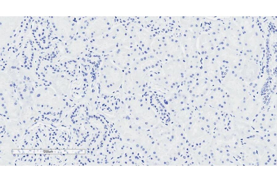 Immunohistochemistry - Anti-NPR-C Antibody (A83527) - Antibodies.com