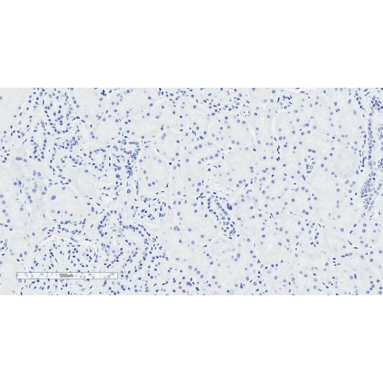 Immunohistochemistry - Anti-NPR-C Antibody (A83527) - Antibodies.com