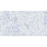 Immunohistochemistry - Anti-NPR-C Antibody (A83527) - Antibodies.com