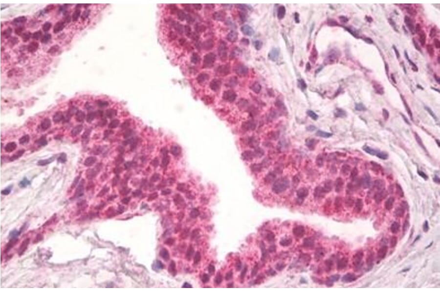 Immunohistochemistry - Anti-NPR-C Antibody (A83527) - Antibodies.com