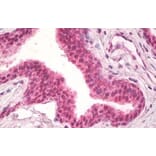 Immunohistochemistry - Anti-NPR-C Antibody (A83527) - Antibodies.com